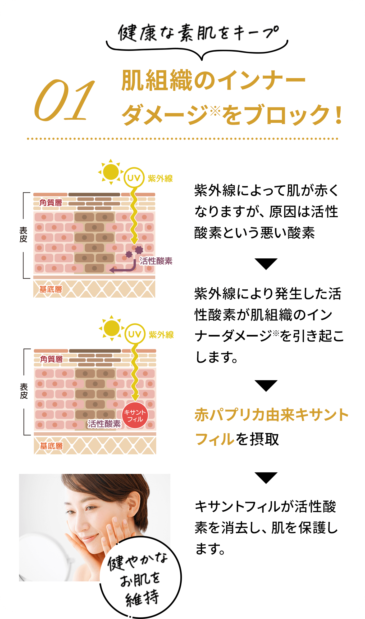 01 肌組織のインナーダメージ※をブロック！